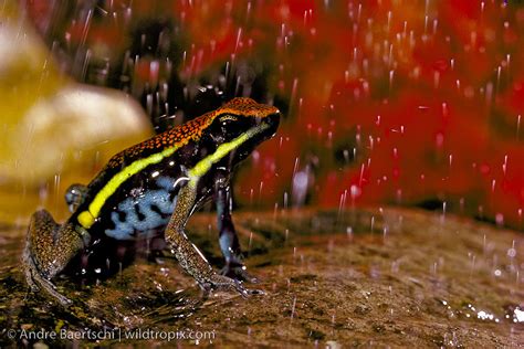 manu froggs erome|Manu Frog (Novo) .
